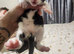 4 black and white kittens