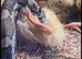 Corn snake