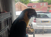 Blue and gold macaw