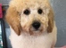 KC reg Miniature Poodle Boys ready to leave