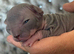 Blue and cream Canadian sphynx