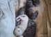 Bengal kittens ready now