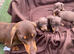 Adorable Miniature Dachshund puppies