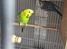 Pair of budgies