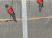 Crimson Bellied Conures