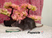 Beautiful mixed gender baby rats