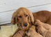 Cocker spaniel puppies