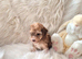 Beautiful cockapoo puppies for sale
