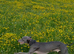 Blue male whippet