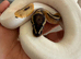 Male pied royal python