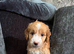Ready from 11th August - Gorgeous Cockapoo Puppies