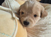 Absolutely beautiful Cavapooshon puppies