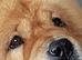 Beautiful female chow pure bred kc registered