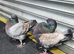 Modena pigeons