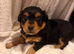 Chihuahua with a drop of Yorkshire terrier
