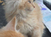 Beautiful Maine Coon cream boy