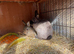 Chocolate Netherland dwarf