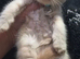 Kittens chinchilla Persian