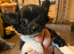 Longcoat chihuahua black