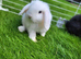 Beautiful Mini lop looking good a home