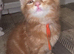 Ginger boy
