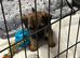 Border Terrier Pups