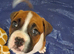 Boxer girl looking for a forever home