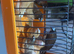 20+ zebra Finches