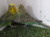 Budgies for sale
