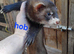 Hobs small