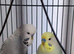 Budgies
