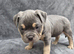 7 pocketbully puppies