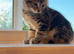 2 beautiful tabby&rsquo;s ready now