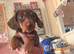 Beautiful little miniature chocolate and tan dashund