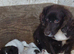 Sprocker spaniel puppies