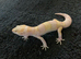 Albino leopard gecko cb26