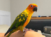 6 months tamed Sun Conure