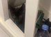 Beautiful black girl kittens