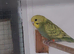 Budgie