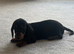 Dachshund