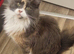 Maincoon female gccf