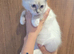 3 stunning ragdoll kittens left