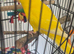 Male 4 month old kakariki