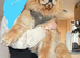 Female chow chow