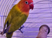 Beautiful bonded pair of lovebirds & cage