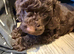 Stunning minature Cockapoo puppies