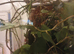 Baby Stick Insects ready to go