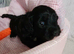 Cockapoo 2 girls two boys left