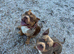 Two ABKC pocket bully’s needing a new home