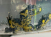 Yellow bellied toad froglets